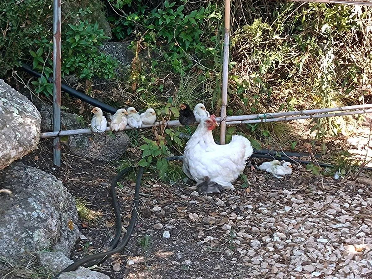 Campeggio La Cera Farm Camping B&B Santa Teresa di Gallura