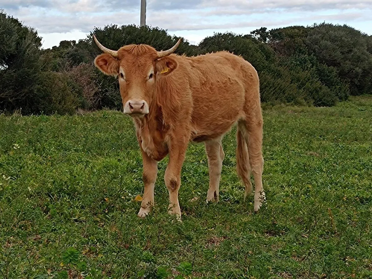 Campeggio La Cera Farm Camping B&B Santa Teresa di Gallura