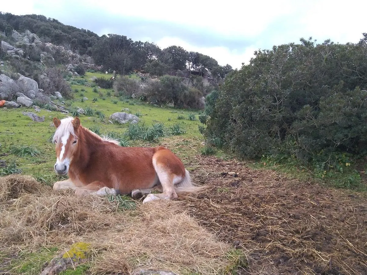 La Cera Farm Camping B&B Santa Teresa Gallura