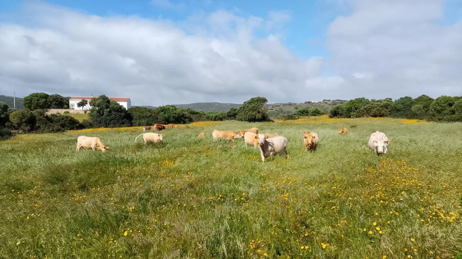 La Cera Farm Camping B&B Santa Teresa Gallura