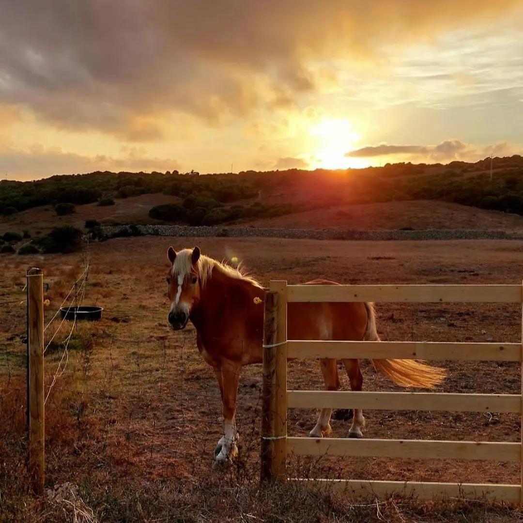La Cera Farm Camping B&B Santa Teresa Gallura