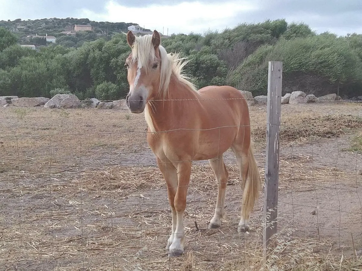 La Cera Farm Camping B&B Santa Teresa Gallura 0*,