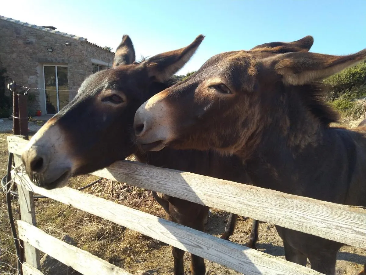 La Cera Farm Camping B&B Santa Teresa Gallura